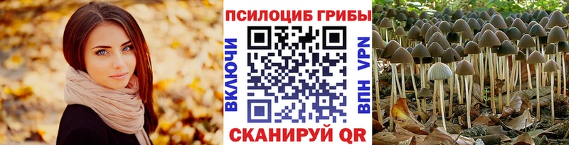 Купить где  Боготол  Галлюциногенные грибы Psilocybe 